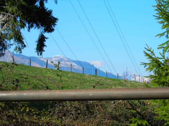 vista tomatico